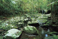 The Daintree National Park. Queensland Australia